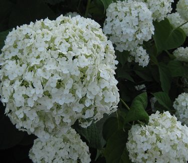 Hydrangea arborescens Incrediball™ ('Abetwo') - Smooth Hydrangea