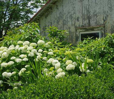 Hydrangea arborescens Incrediball (on left)