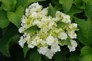 Hydrangea macrophylla Wedding Gown™