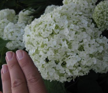 Hydrangea arborescens Incrediball™ ('Abetwo') - Smooth Hydrangea