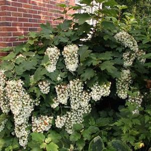 Hydrangea quercifolia Snowflake