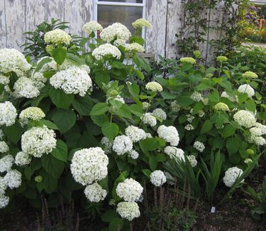 Hydrangea arborescens Incrediball™ ('Abetwo') - Smooth Hydrangea