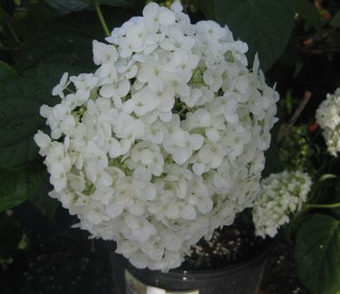 Hydrangea arborescens Incrediball™