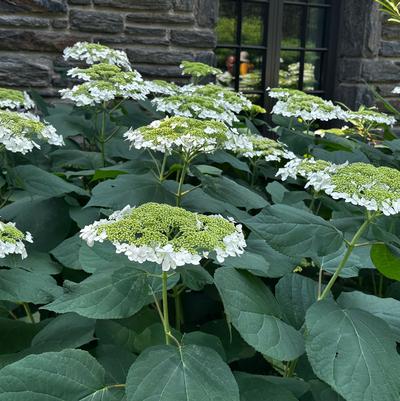 Hydrangea arborescens Haas Halo