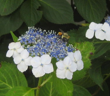 Hydrangea macrophylla Tokyo Delight 