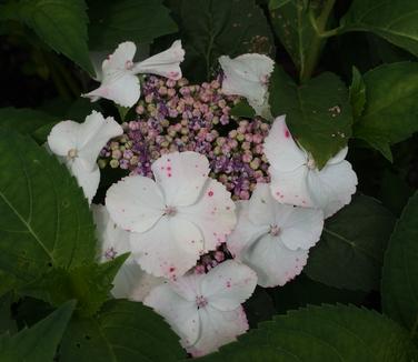 Hydrangea macrophylla Tokyo Delight 