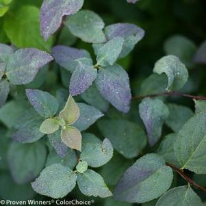 Spiraea media Double Play® Blue Kazoo®