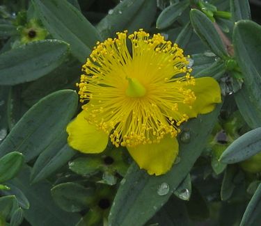 Hypericum x 'Blue Velvet' - St Johnswort