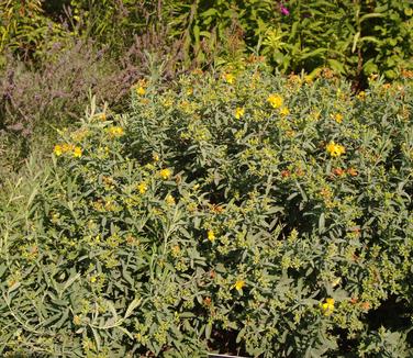 Hypericum x Blue Velvet (Scott Arb)