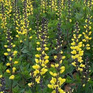 Baptisia x Decadence® 'Lemon Meringue'