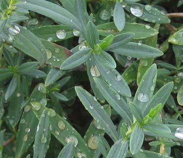 Hypericum x 'Blue Velvet' - St Johnswort