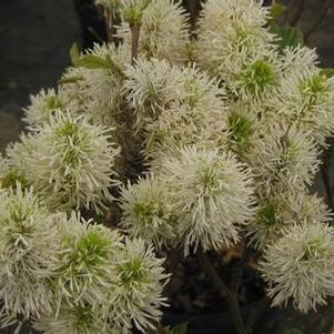 Fothergilla x intermedia Blue Shadow