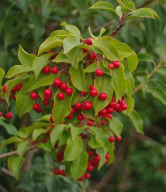 Ilex pedunculosa 'Female' 