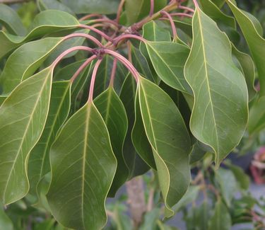 Ilex pedunculosa 'Male' - Male Longstalk Holly 