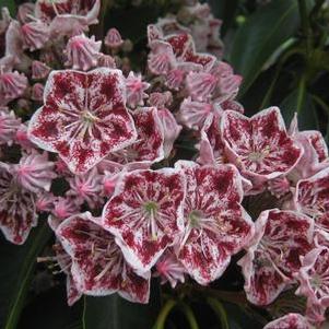 Kalmia latifolia Carousel