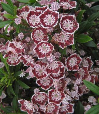 Kalmia latifolia Minuet