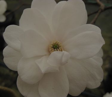 Magnolia x loebneri 'White Rose'