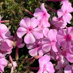 Phlox paniculata Garden Gal™ 'Uptown Girl'