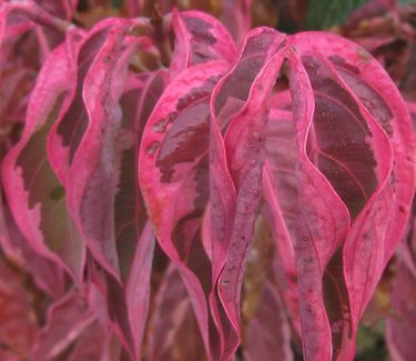 Cornus kousa Wolf Eyes (fall color)