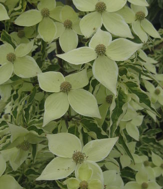 Cornus kousa var. chinensis 'Wolf Eyes' - Kousa Dogwood