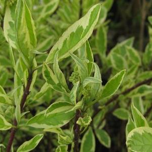 Cornus alba Ivory Halo™