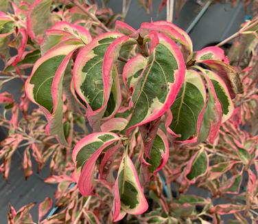 Cornus kousa 'Wolf Eyes' - Kousa Dogwood (Fall color)