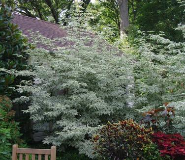 Cornus kousa Wolf Eyes @ The Rutgers Gardens