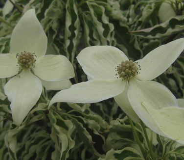 Cornus kousa var. chinensis 'Wolf Eyes' - Kousa Dogwood