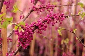 Cercis x Pink Pom Poms