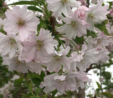 Prunus subhirtella var. autumnalis