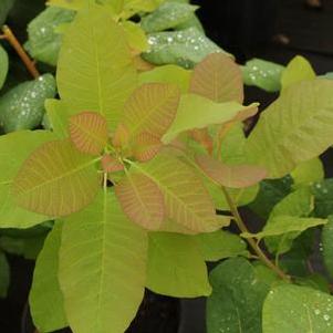 Cotinus obovatus 