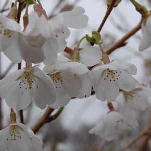 Prunus x yedoensis 