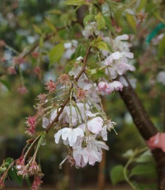 Prunus subhirtella Autumnalis