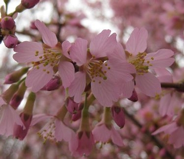 Prunus x Okame