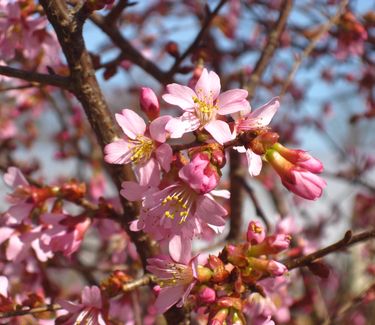 Prunus x Okame - Okame Cherry