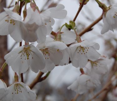 Prunus x yedoensis - 'Yoshino' Cherry