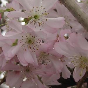 Prunus subhirtella Autumnalis