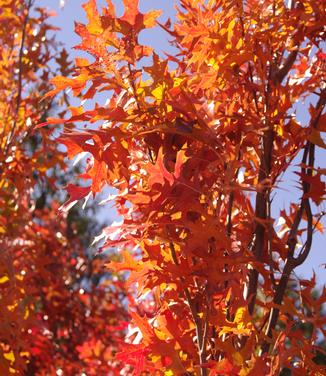 Quercus palustris Green Pillar - Columnar Pin Oak