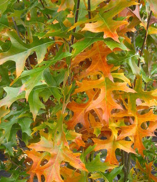 Quercus palustris Green Pillar