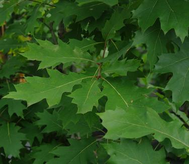 Quercus rubra - Northern Red Oak