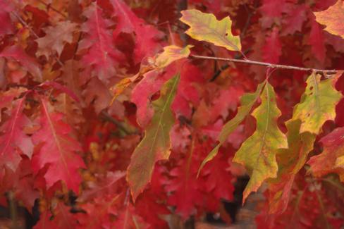 Quercus rubra - Northern Red Oak