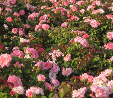 Rosa Sweet Drift