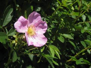 Rosa virginiana - Virginia Groundcover Rose
