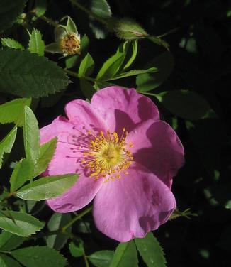 Rosa virginiana - Virginia Groundcover Rose