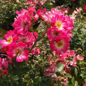 Rosa Pink Drift®