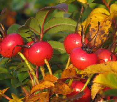 Rosa virginiana - Virginia Groundcover Rose