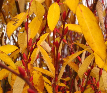 Salix chaenomeloides - Japanese Pussy Willow 