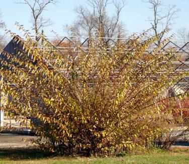 Salix chaenomeloides