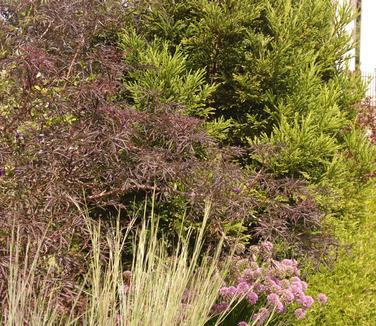 Sambucus nigra Black Lace (Untermyer)