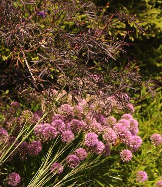 Sambucus nigra Black Lace (Untermyer)